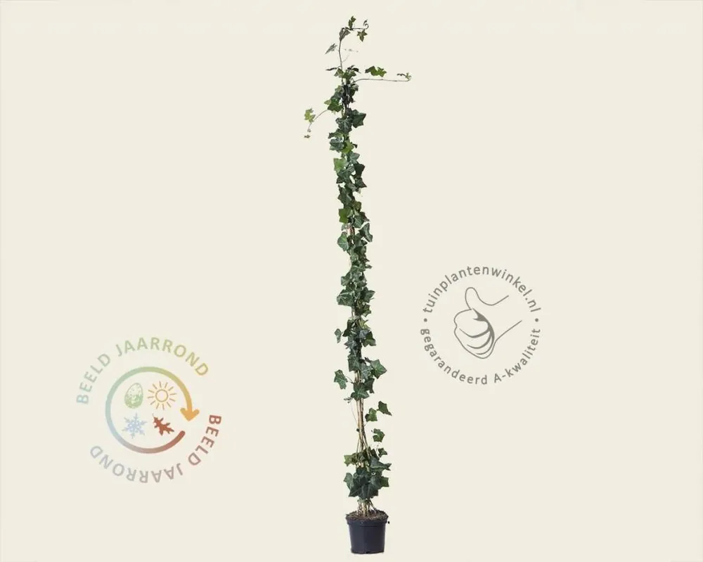 Hedera hibernica 150/175 - Direct bestellen