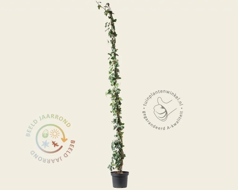 Hedera hibernica 175/200 | Favoriet van klanten