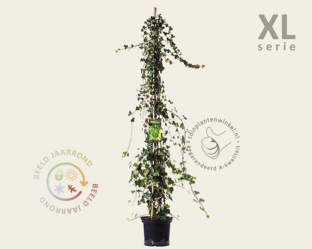 Veel voordeel | Hedera hibernica - XL