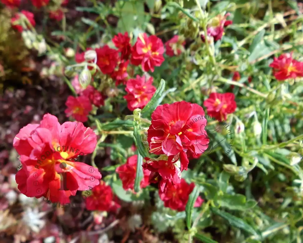 Actie loopt bijna af - Helianthemum ‘Amabile Plenum‘