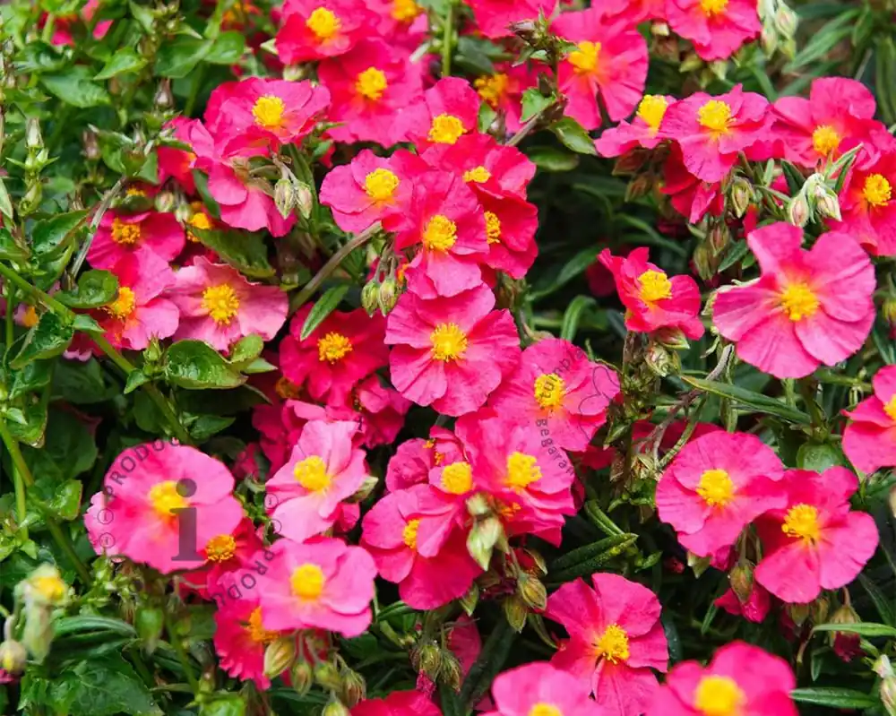 Fabrieksprijs | Helianthemum ‘Ben Hope‘