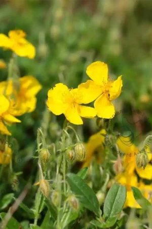 Zeer goed beoordeeld | Helianthemum ‘Golden Queen‘
