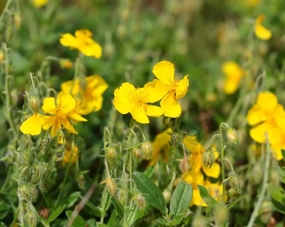 Zeer goed beoordeeld | Helianthemum ‘Golden Queen‘