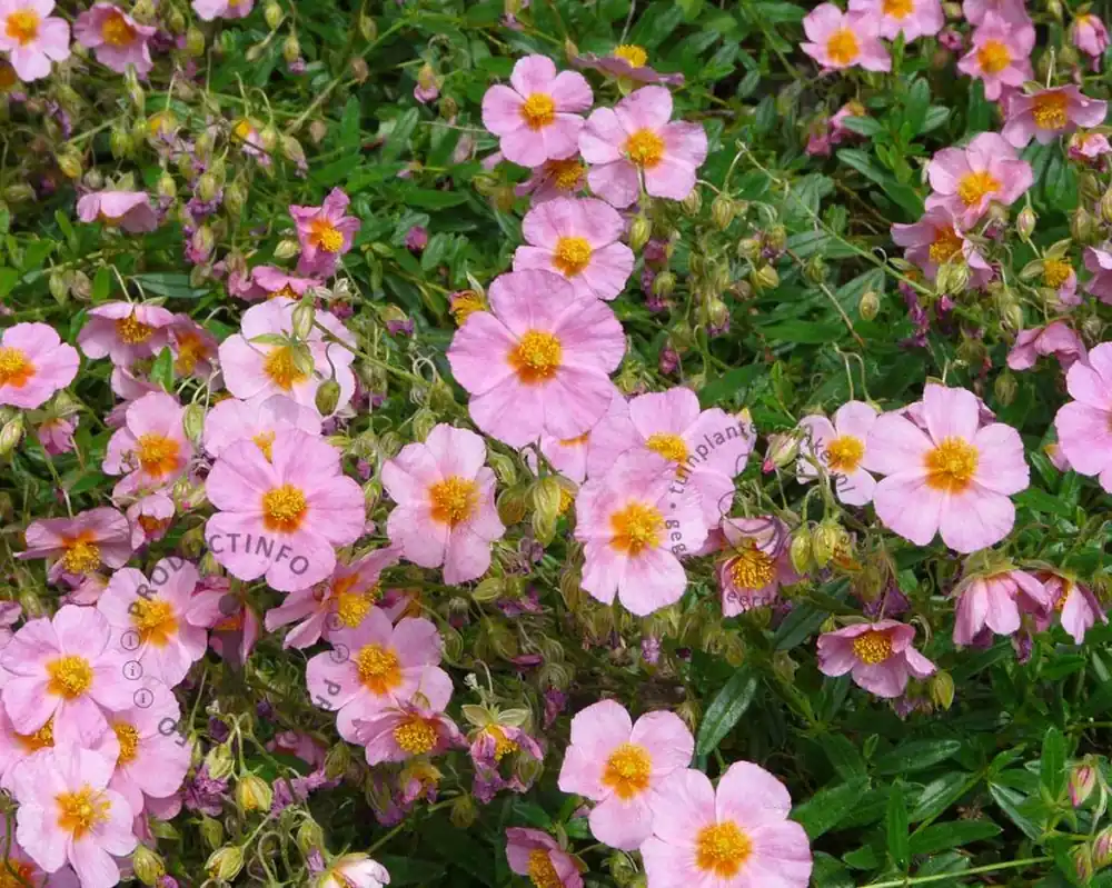 Helianthemum ‘Lawrenson‘s Pink‘ | Online kopen