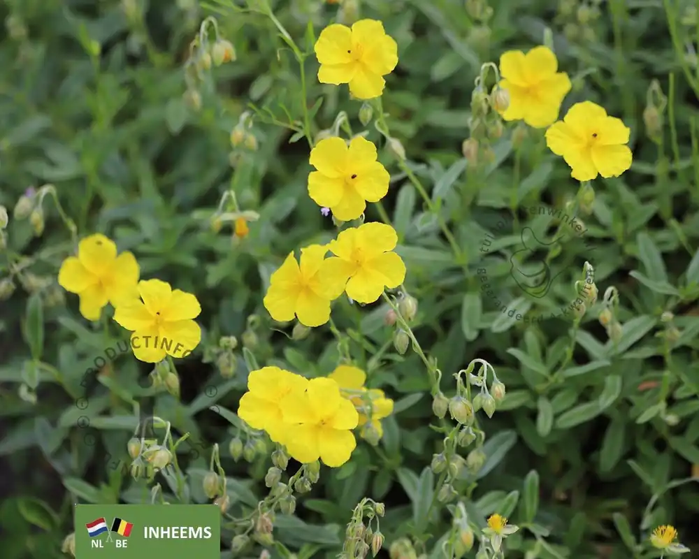 Hoge kwaliteit - Helianthemum nummularium