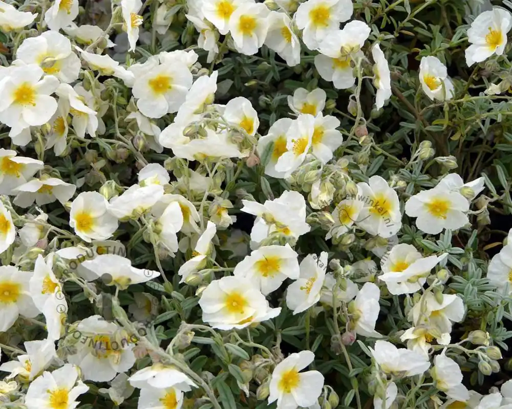 Helianthemum ‘The Bride‘ | Flitsaanbieding