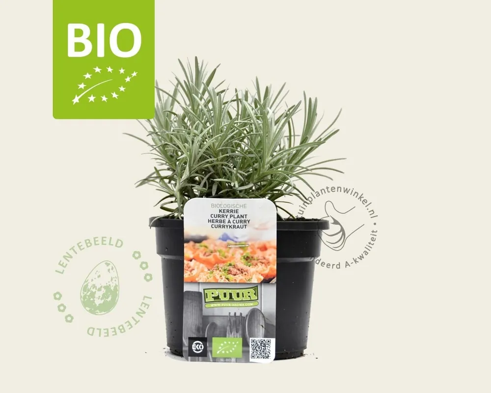 Helichrysum italicum - Puur | Online bestelbaar