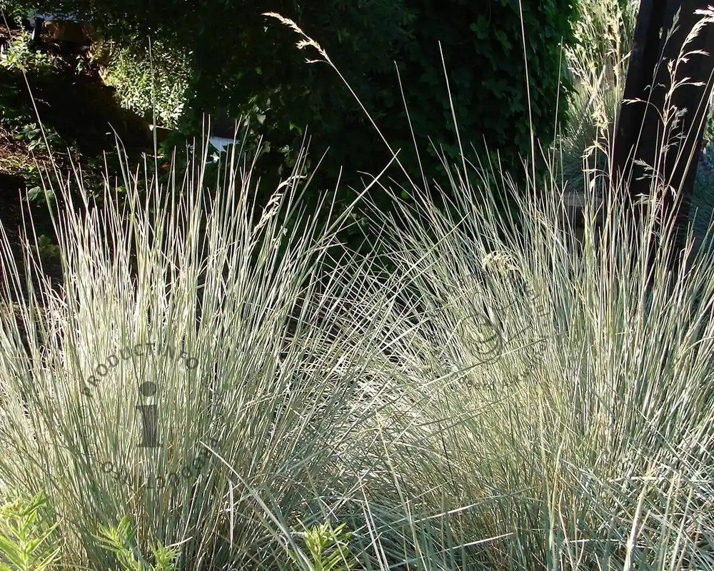 Premiumkwaliteit - Helictotrichon sempervirens