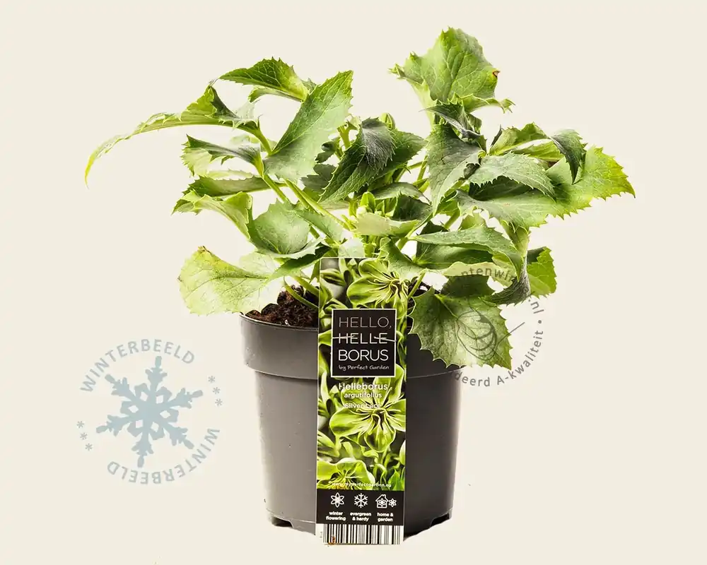 Spoedlevering | Helleborus argutifolius ‘Silver Lace‘