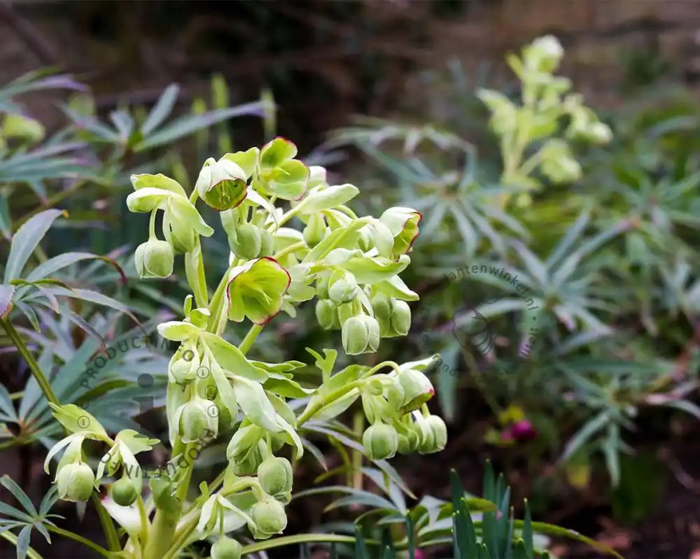 Helleborus foetidus - Aanrader