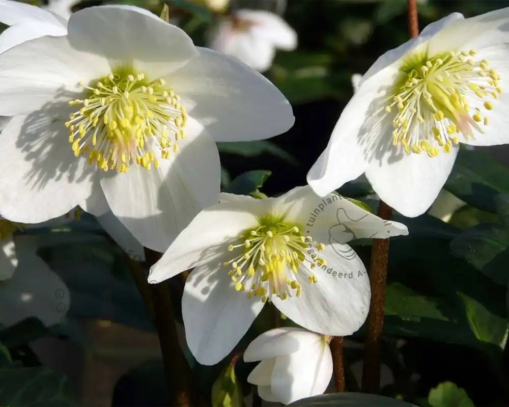 Helleborus niger - Topkwaliteit