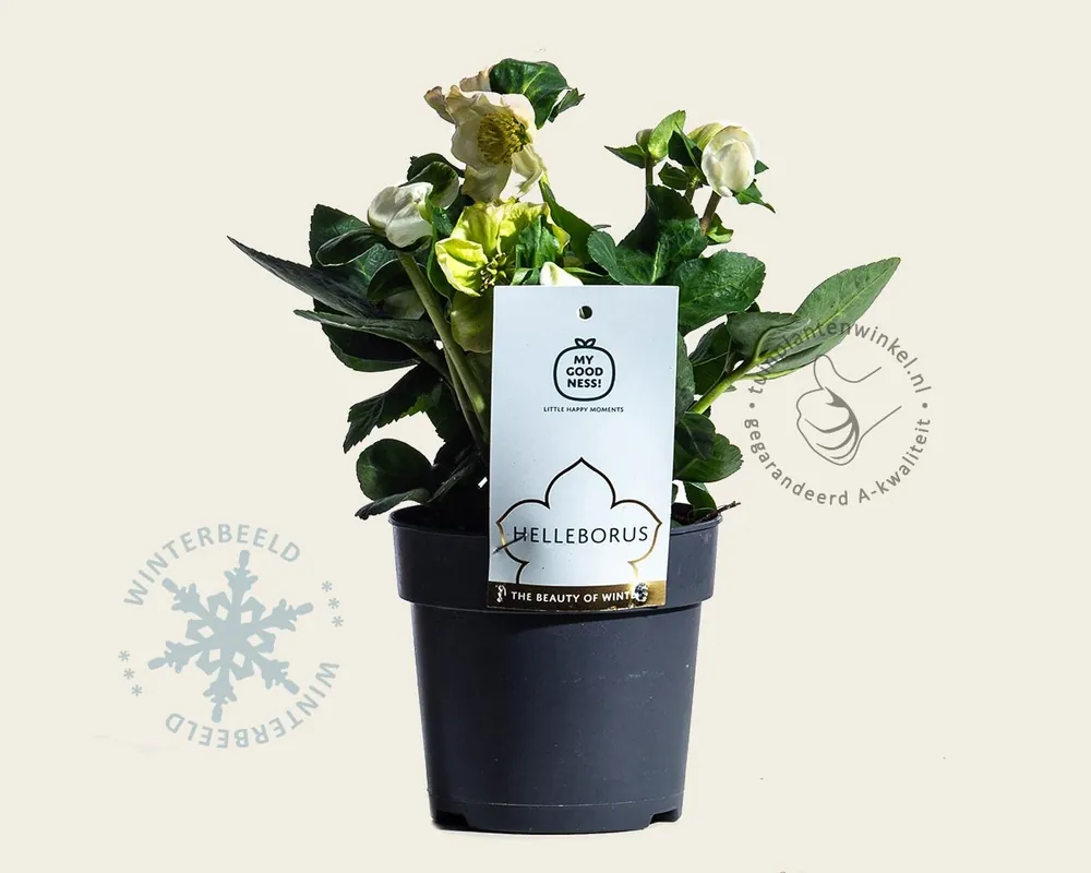 Helleborus niger ‘Christmas Carol‘ | Nieuw