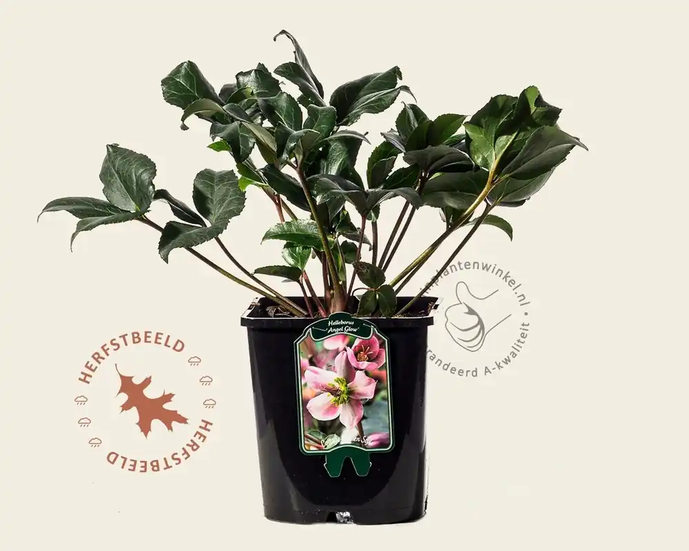 Superprijs | Helleborus orientalis ‘Angel Glow‘