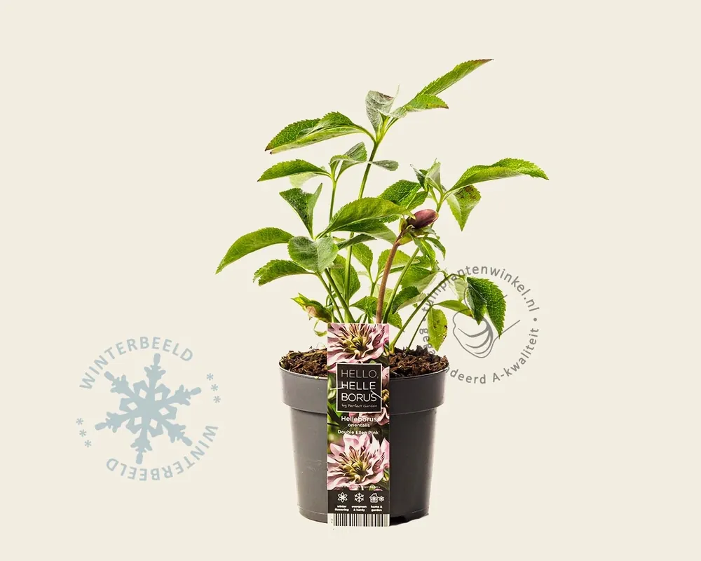 Helleborus orientalis ‘Double Ellen Pink‘ - Net gelanceerd