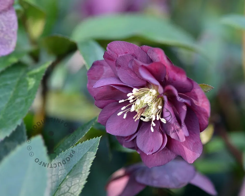 Op voorraad - Helleborus orientalis ‘Double Ellen Purple‘