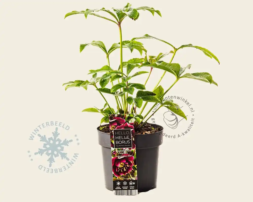 Direct kopen | Helleborus orientalis ‘Double Ellen Red‘
