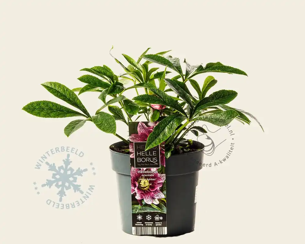 Speciale aanbieding | Helleborus orientalis ‘Hello Amber‘