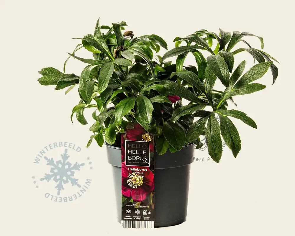 Helleborus orientalis ‘Hello Red‘ - Veilig winkelen