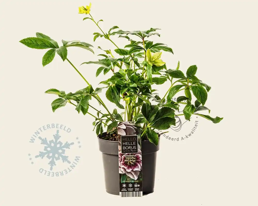 Helleborus orientalis ‘Hello White‘ - Veel gevraagd