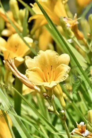 Aanbieding | Hemerocallis ‘Stella d‘Oro‘
