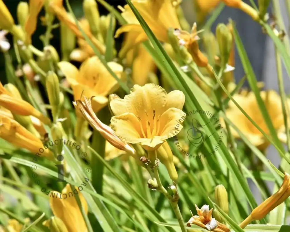 Aanbieding | Hemerocallis ‘Stella d‘Oro‘