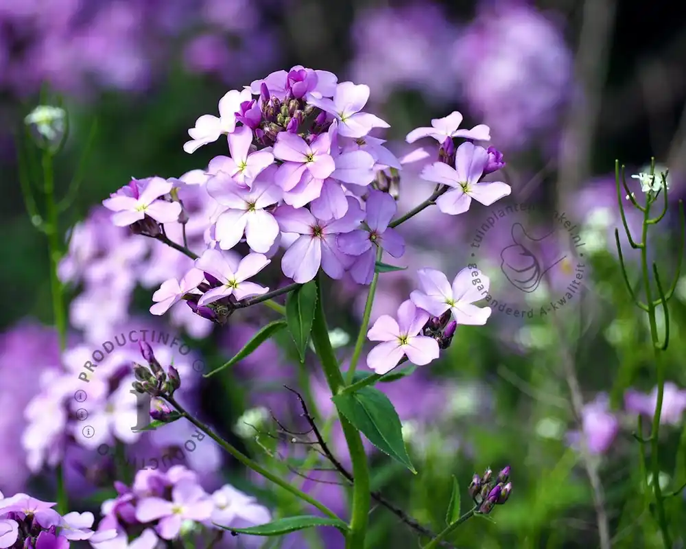 Fabrieksprijs | Hesperis matronalis