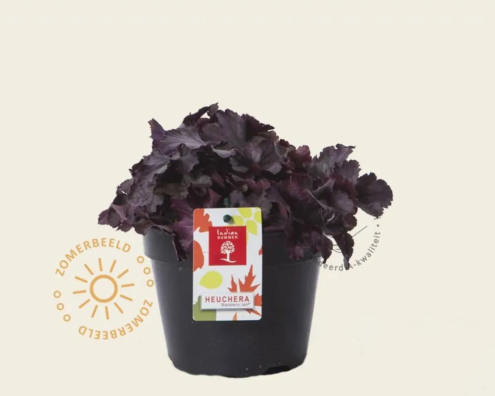 Heuchera ‘Blackberry Jam‘ | Bespaar meer