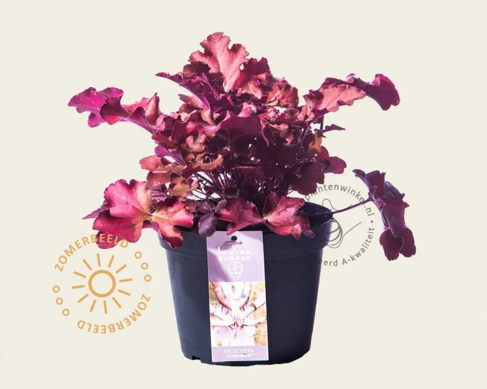 Heuchera ‘Boysenberry‘ | Tijdelijk aanbod