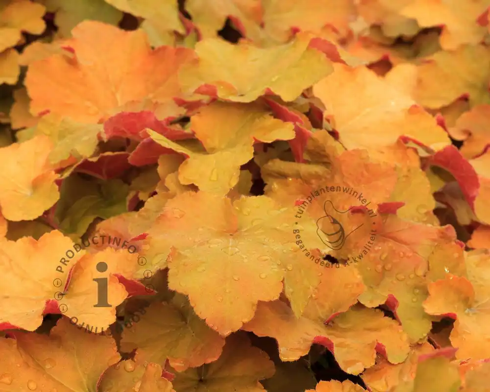 Heuchera ‘Caramel‘ | Net gelanceerd