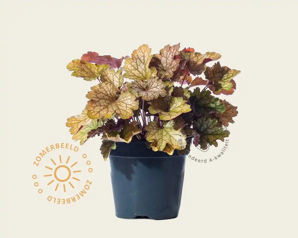 Topkwaliteit | Heuchera ‘Carnival Fall Festival‘