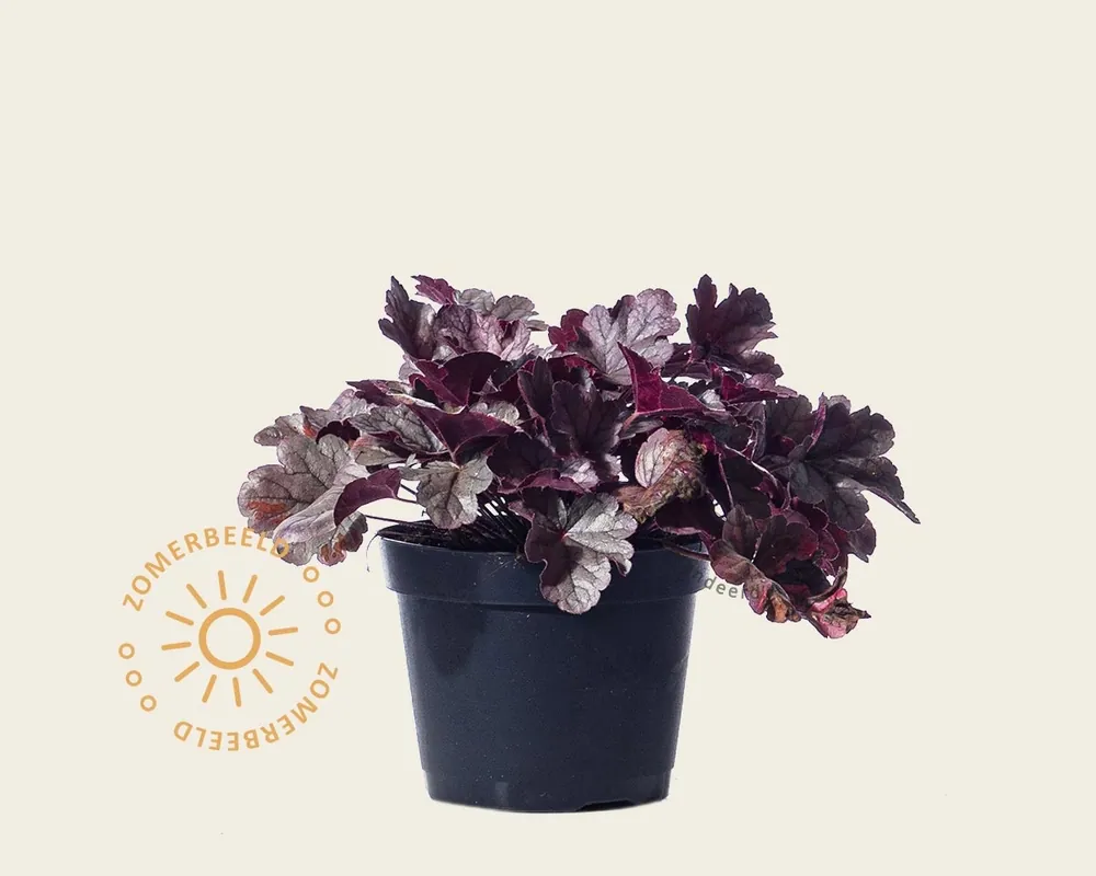 Korting | Heuchera ‘Carnival Plum Crazy‘