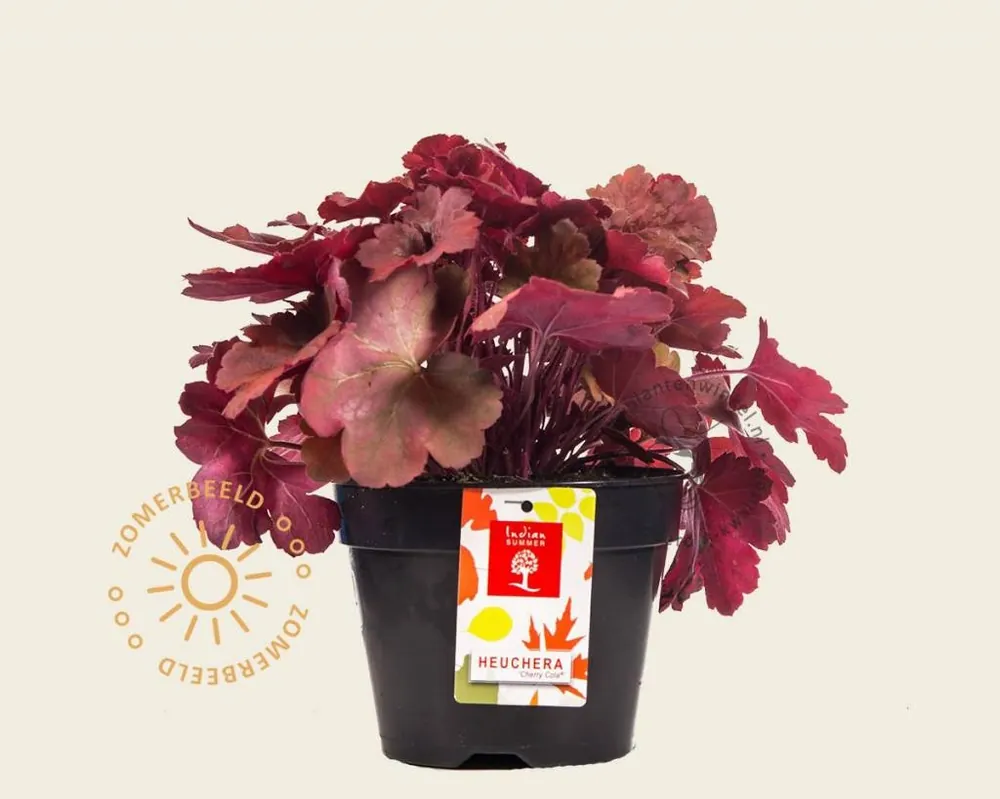 Veilig winkelen - Heuchera ‘Cherry Cola‘