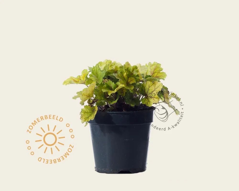 Online bestellen | Heuchera ‘Electra‘