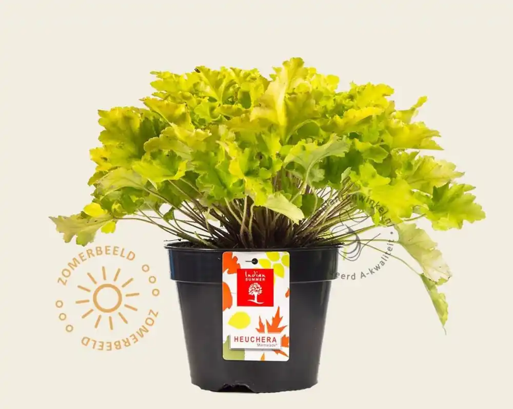 Rechtstreeks van de fabrikant | Heuchera ‘Lime Marmalade‘