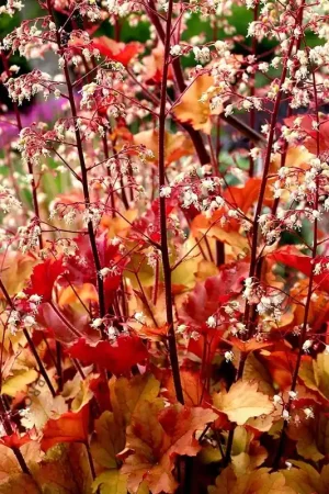 Aanbieding - Heuchera ‘Marmalade‘