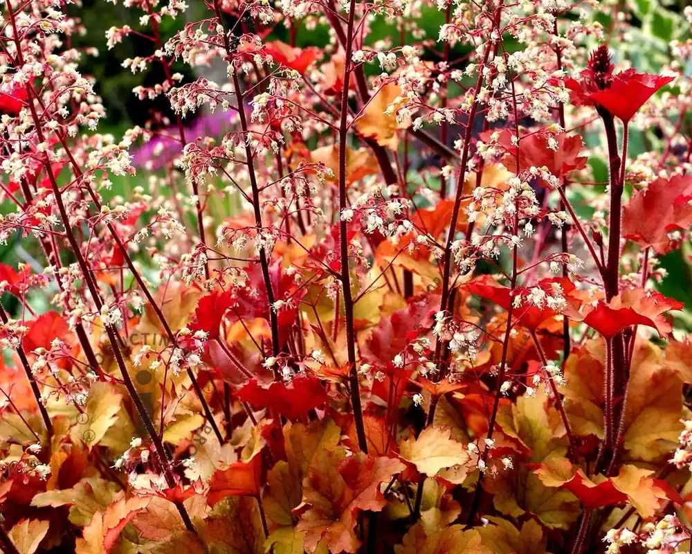 Aanbieding - Heuchera ‘Marmalade‘