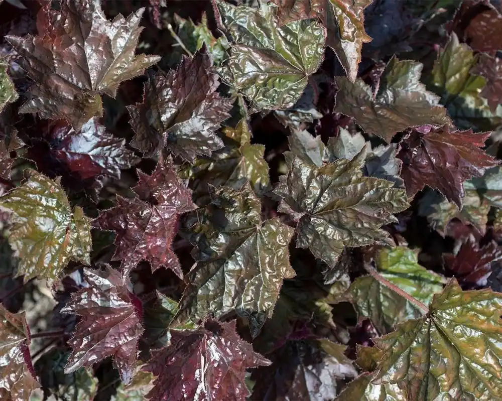 Heuchera micrantha ‘Palace Purple‘ - Veel gevraagd