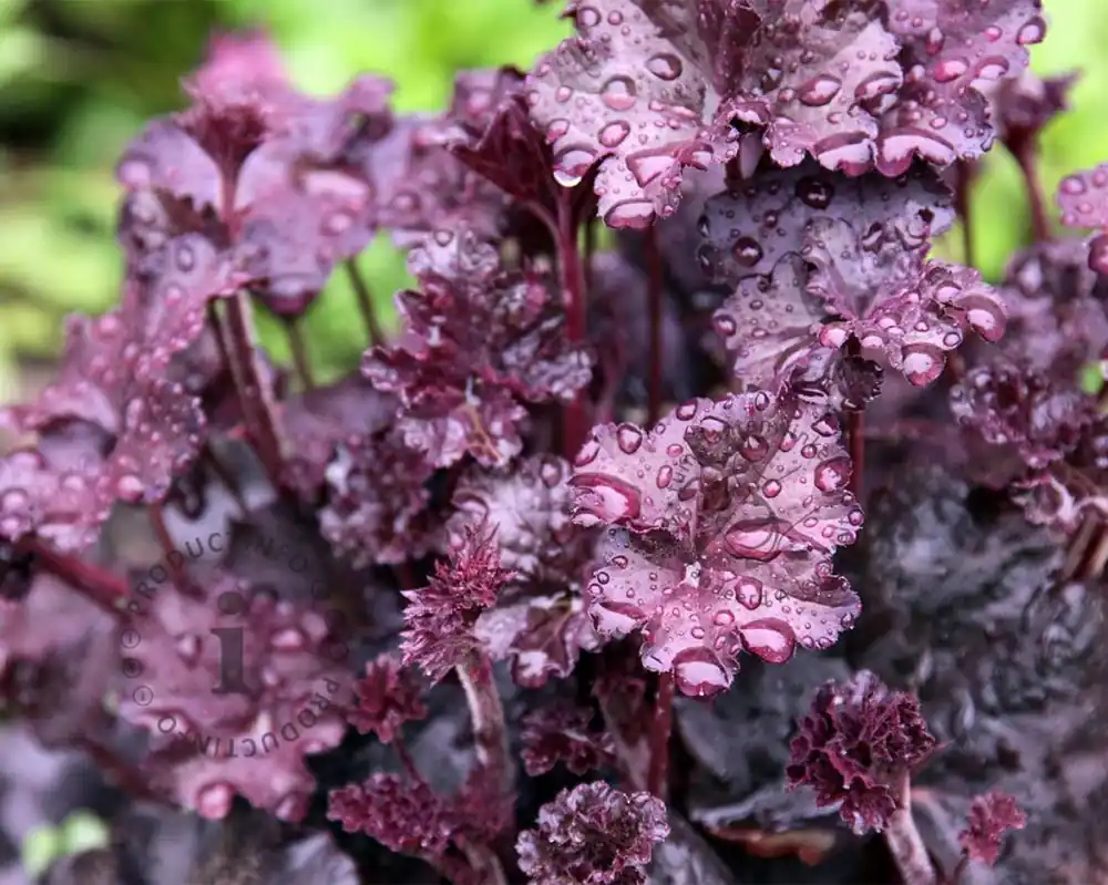 Gratis retourneren | Heuchera ‘Obsidian‘