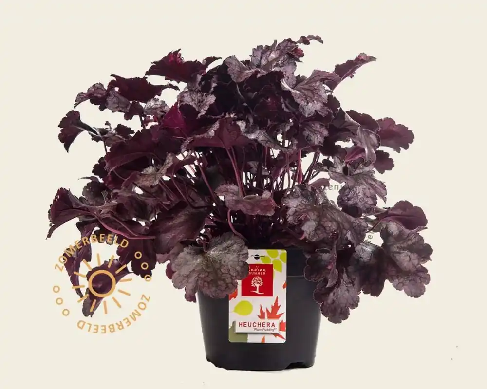 Heuchera ‘Plum Pudding‘ | Bestel vandaag
