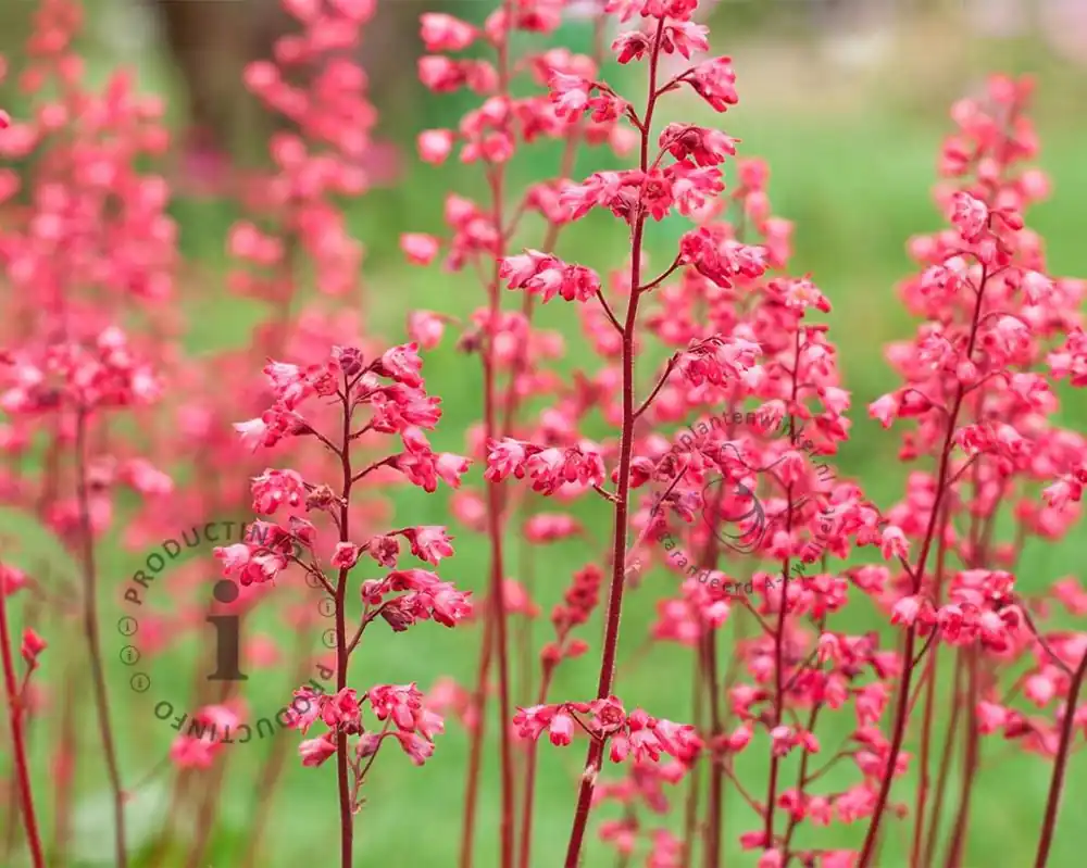 Zeer goed beoordeeld - Heuchera sanguinea ‘Splendens‘