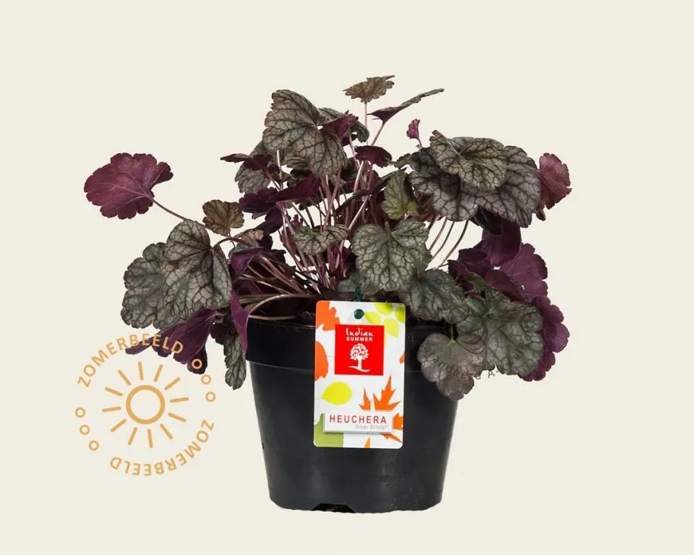 Heuchera ‘Silver Scrolls‘ | Koopje