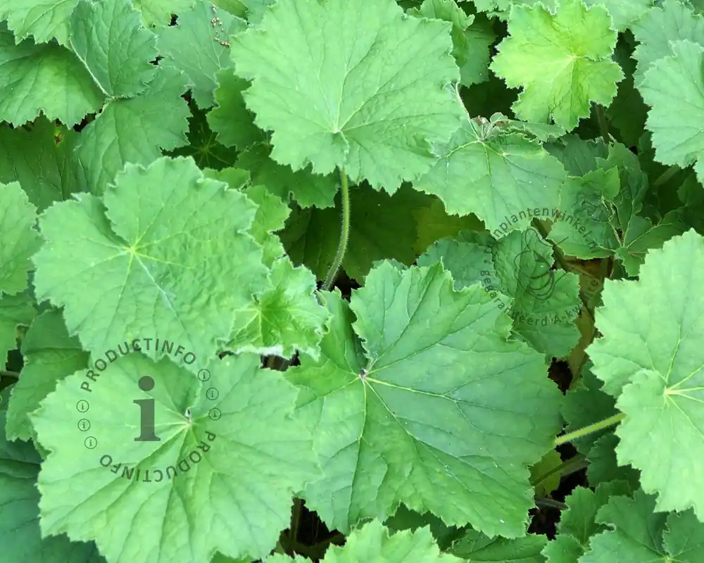 Heuchera villosa ‘Chantilly‘ - Bestel nu