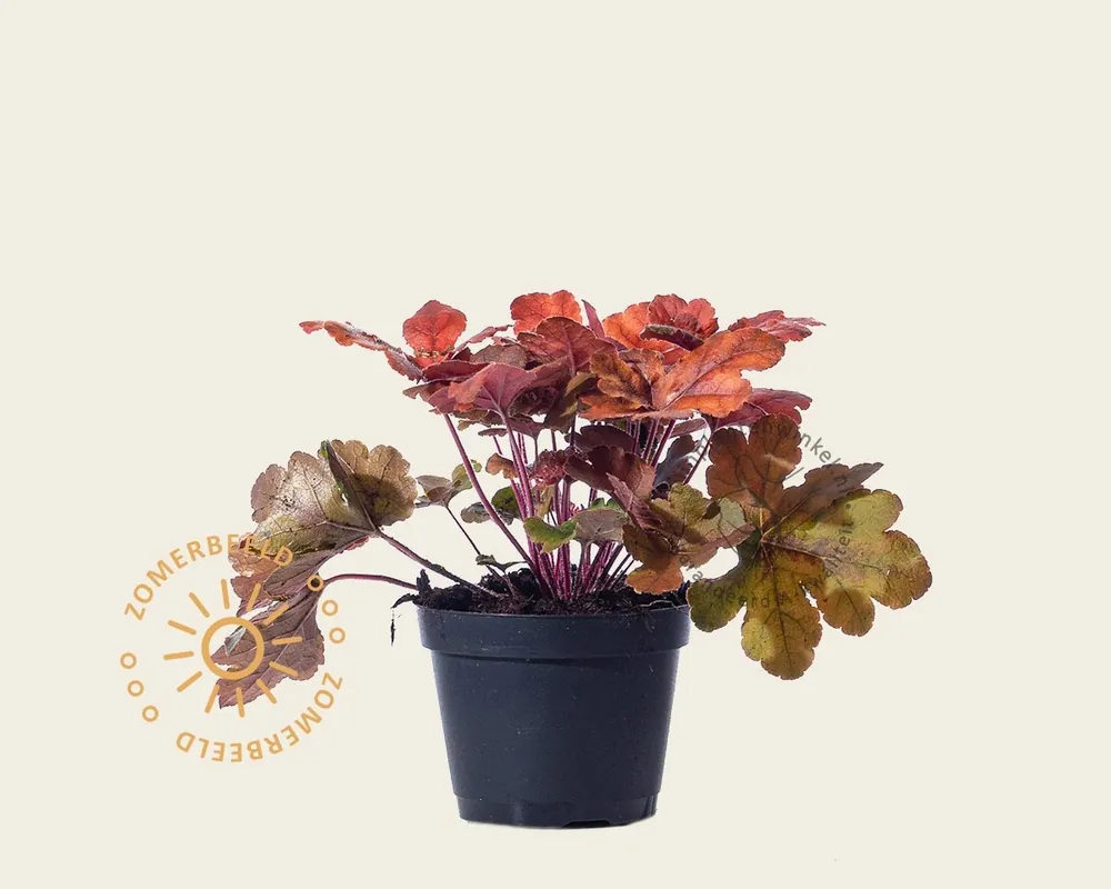 Heucherella ‘Sweet Tea‘ - Premiumkwaliteit