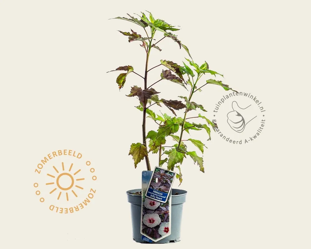 Eenvoudig retourneren - Hibiscus moscheutos ‘Carousel Jolly Heart‘