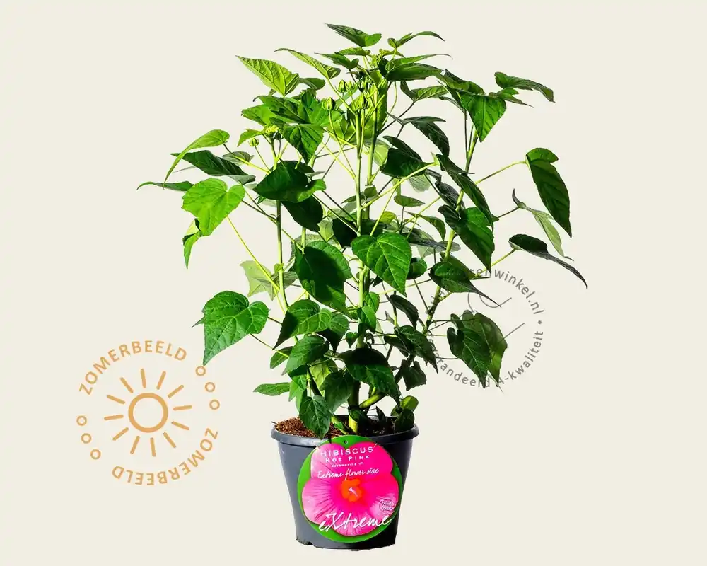 Prijs verlaagd | Hibiscus moscheutos ‘Hot Pink‘