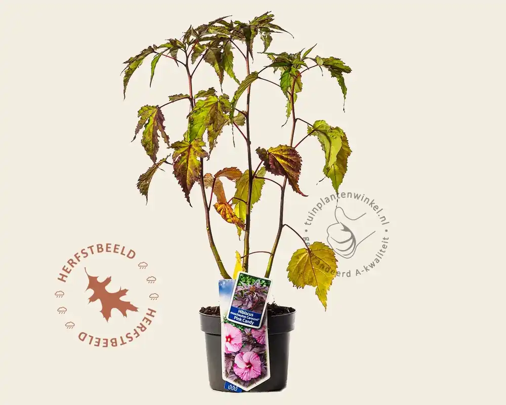 Hibiscus moscheutos ‘Pink Candy‘ | Nieuwe release