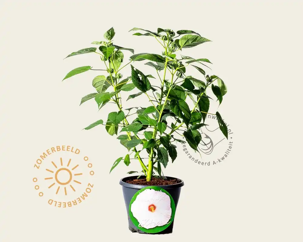 Hibiscus moscheutos ‘Sparkle‘ - Korting