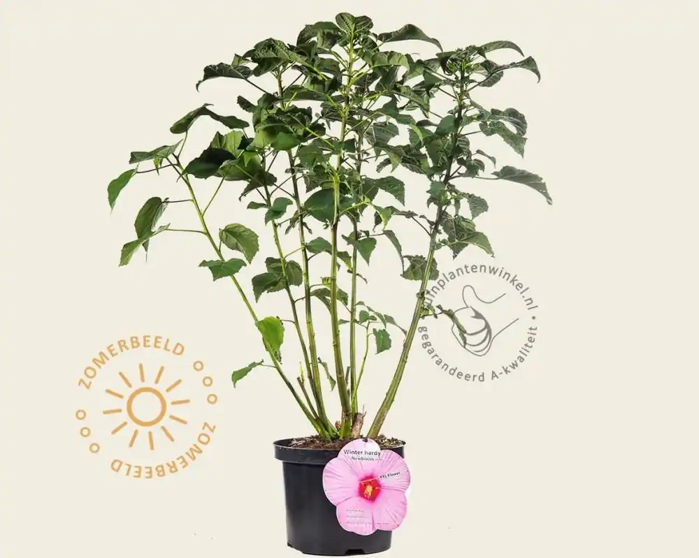 Hibiscus newbiscus ‘XXL‘ - pink | Superprijs