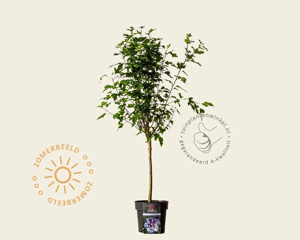 Hibiscus syriacus ‘Blue Chiffon‘ - op stam | Klantfavoriet