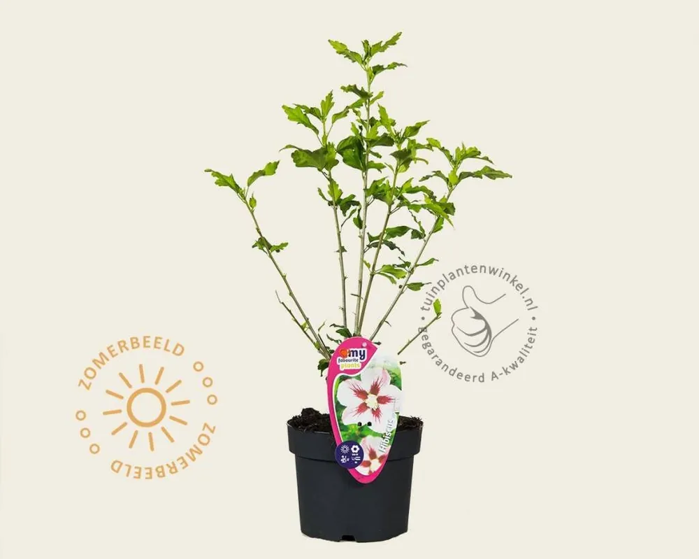 Hibiscus syriacus ‘Hamabo‘ | Speciale deal